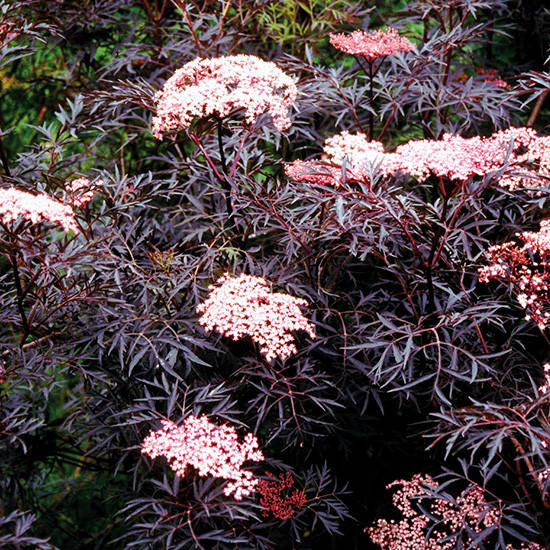 

Бузина черная Блэк Лейс / Sambucus nigra Black Lace
