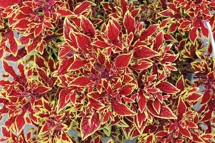 

Колеус Terra Nova Cuckoo в горшке 0,25л