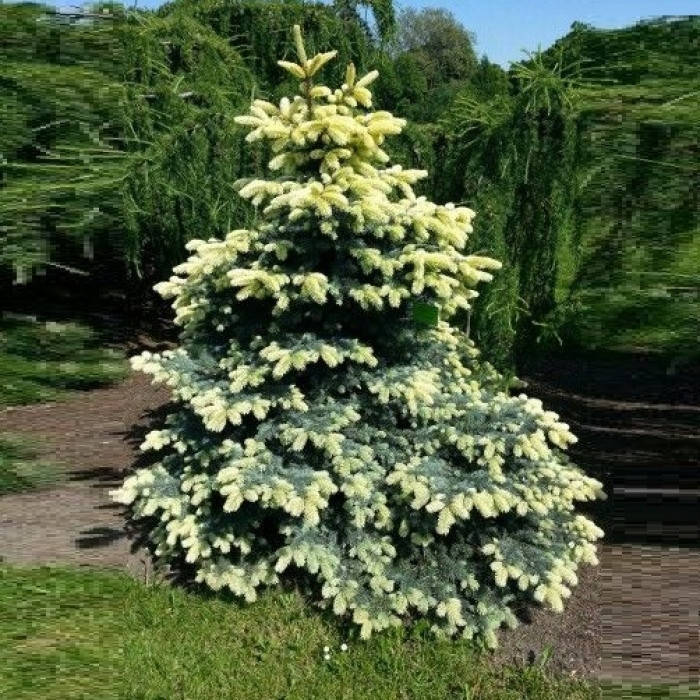

Picea pungens Bialobok C-5