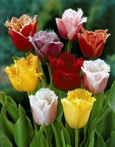 

Тюльпан Бахромчатые Микс (луковицы)10 шт