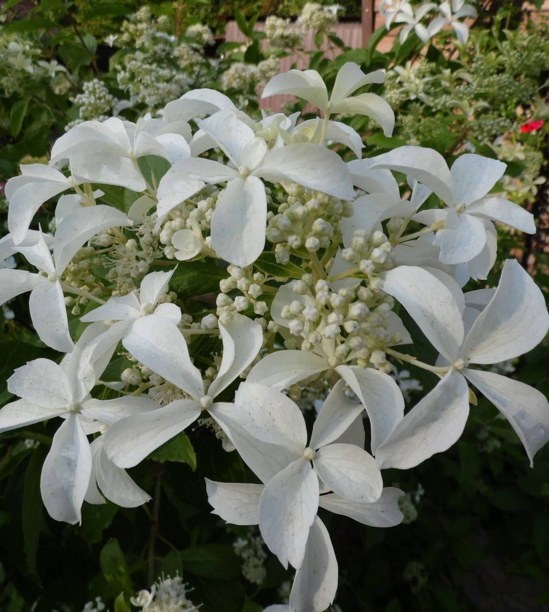 

Гортензия метельчатая Меджикал Старлайт \ Hydrangea paniculata Magical starlight ( саженцы 3 года)