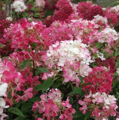

Гортензия метельчатая Даймонд Руж, С3 / Hydrangea paniculata Diamant Rouge, Rendia