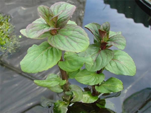 

МЯТА ВОДНАЯ (ВОДЯНАЯ) Mentha aquatica - – полезное прибрежное растение.
