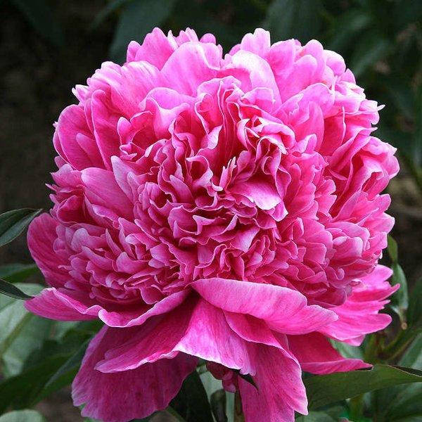 

Пион Barbara (корневища)