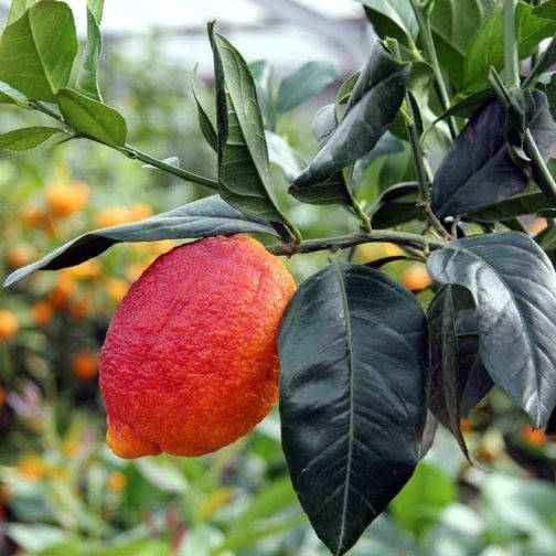 

Лимон Россо (Red Lemon Rosso) до 20 см. Комнатный