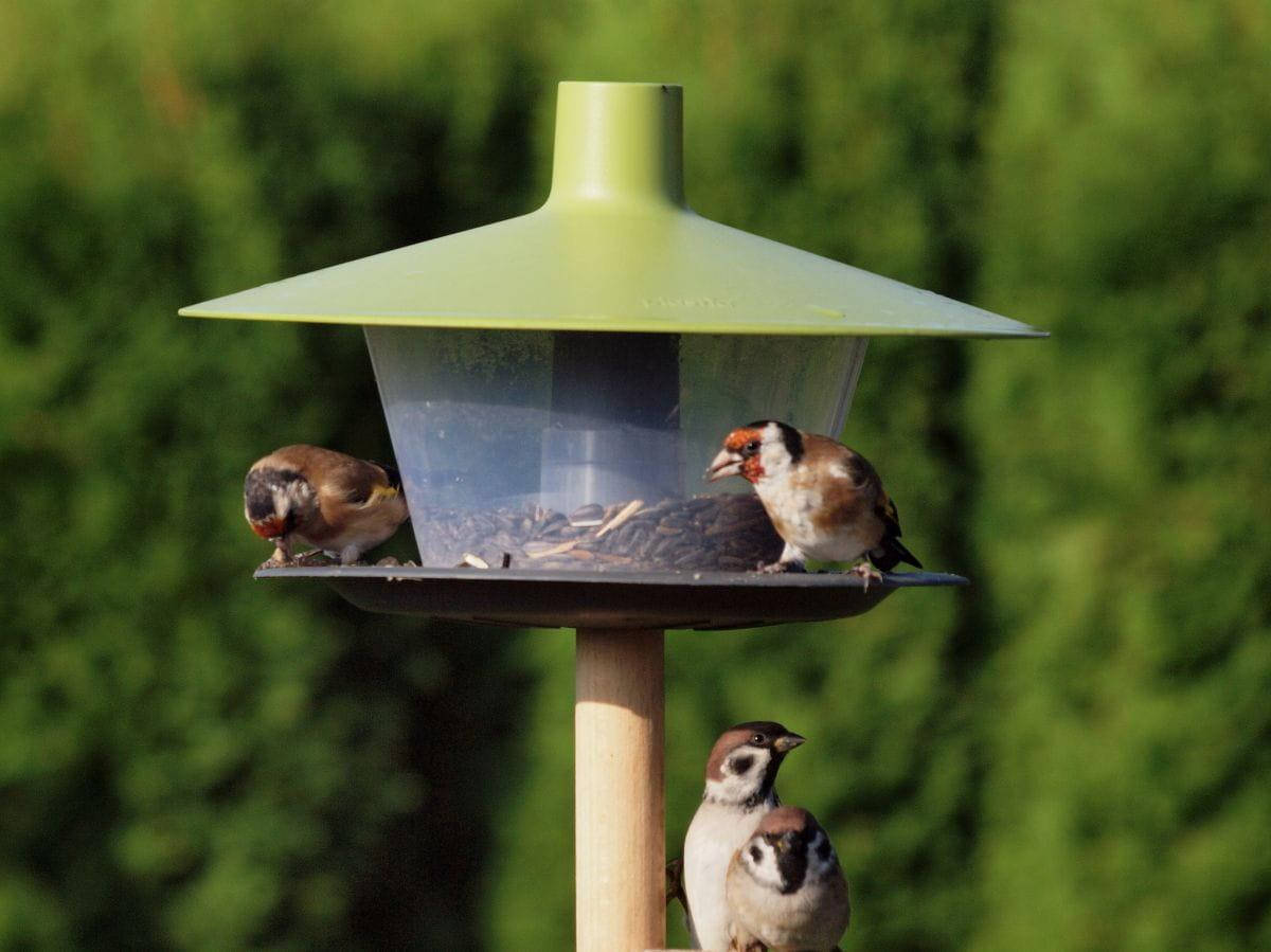 

Кормушка для птиц Finch, 28х17см, зеленая, Plastia, Зелёный