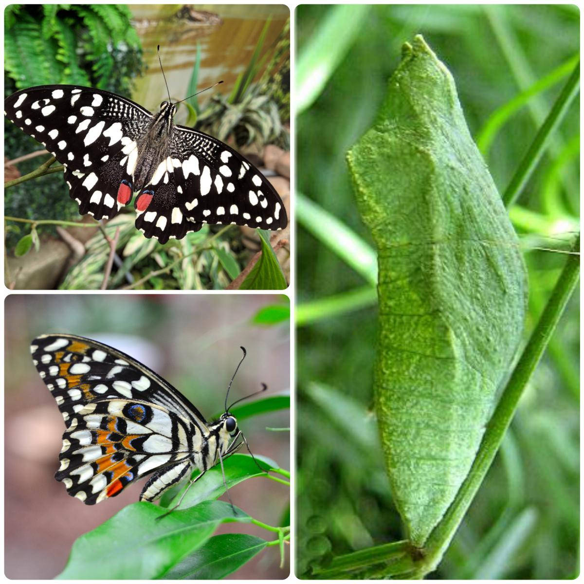 

Куколка бабочки Papilio demoleus