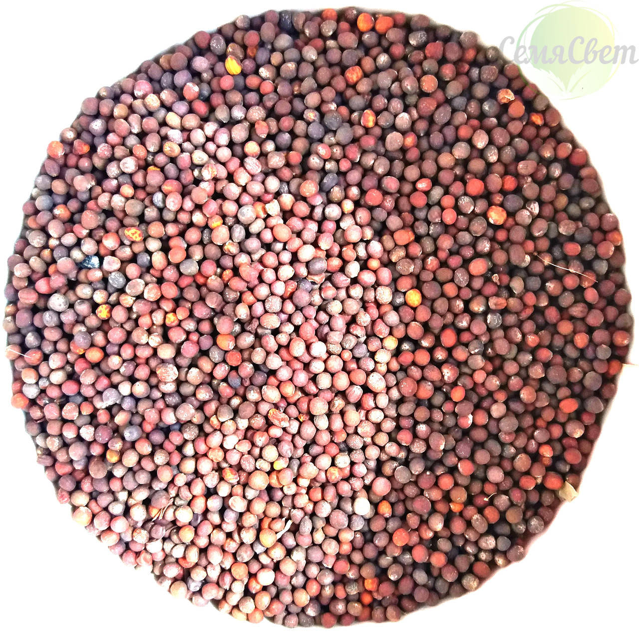 

Семена капусты белокачанной микрозелень