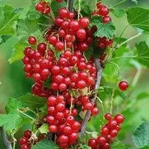 

Красная смородина Рондом