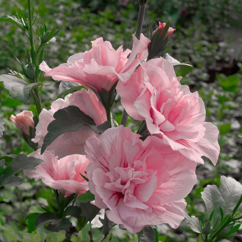 

Гибискус Пинк Шифон (Pink Chiffon)
