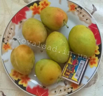 

Саджанці сливи Янтарна Млієвська