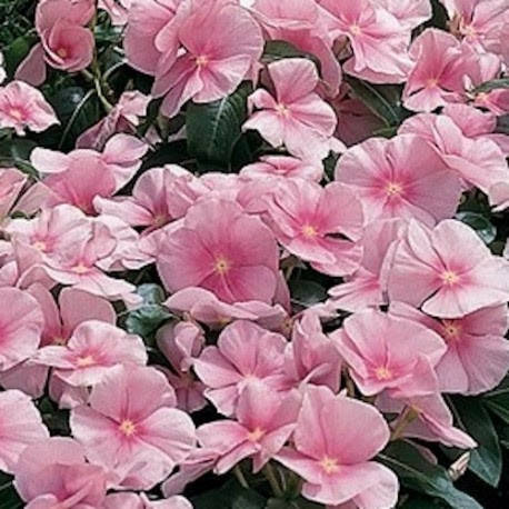 

Семена Катарантус (барвинок) Victory Light Pink 10 шт Sakata, Розовый