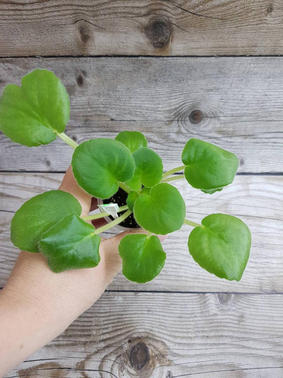 

Фиалка ЛФ-Сладкий Пион детка, Розовый