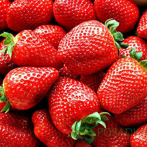 

Саженцы клубники "фриго" сорту "Кабрилло" (Cabrillo Strawberry)