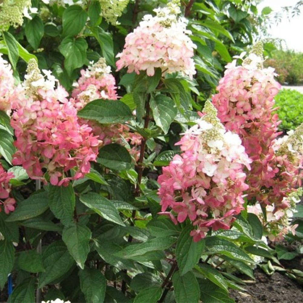 

Саженцы Гортензии метельчатой Мэджикал Везувио (Hydrangea paniculata Magical Vesuvio)