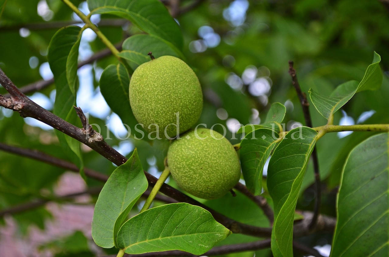 

Грецкий орех Яцек (Jасеk) (Привитый)