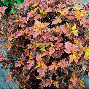 

Пузыреплодник калинолистный Center Glow, 10-15 см, 1-летки, контейнер 0,5 л