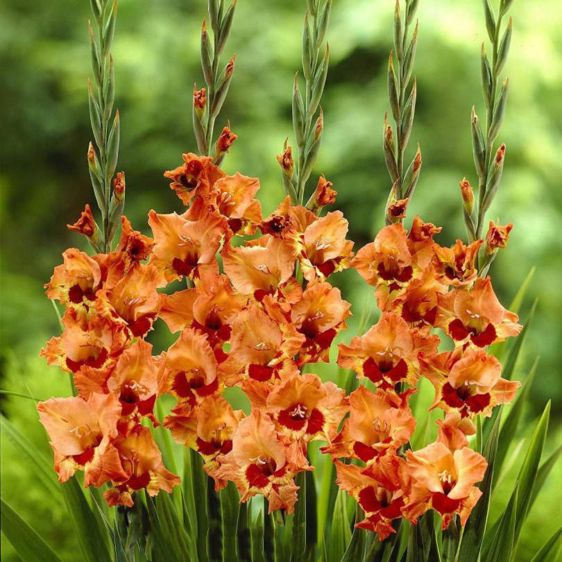 

Гладиолус Alice Луковицы