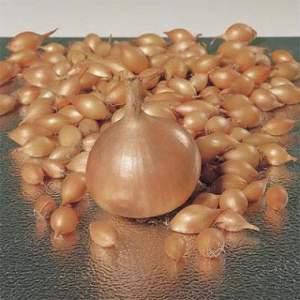 

Цибуля Августа 1 кг продовгувата ( Голландія)