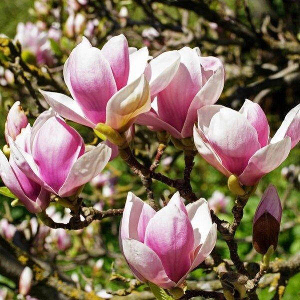 

МАГНОЛИЯ X SOULANGEANA (САЖЕНЦЫ ЗКС).