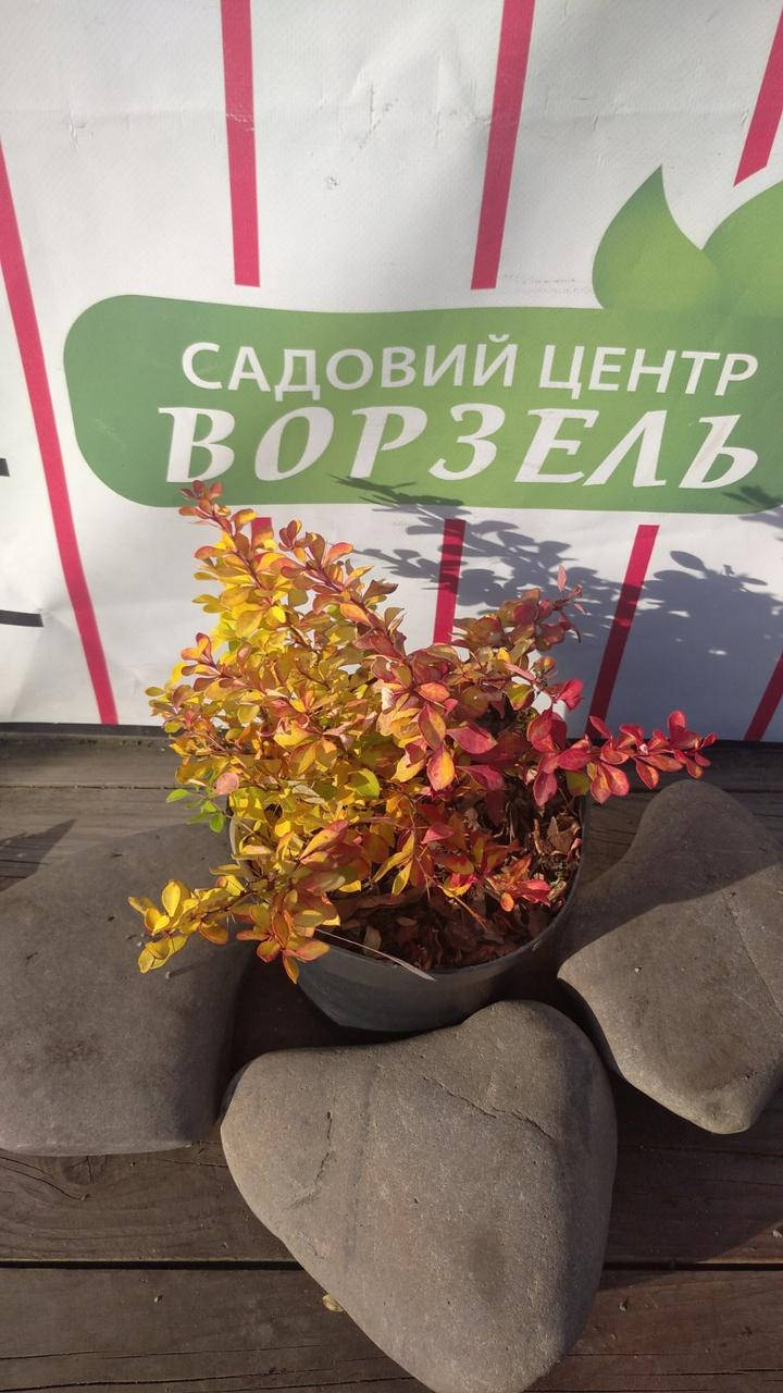 

Барбарис Тунберга "Діаболікум"/Berberis thunbergii 'Diabolicum' С2 Н20-25