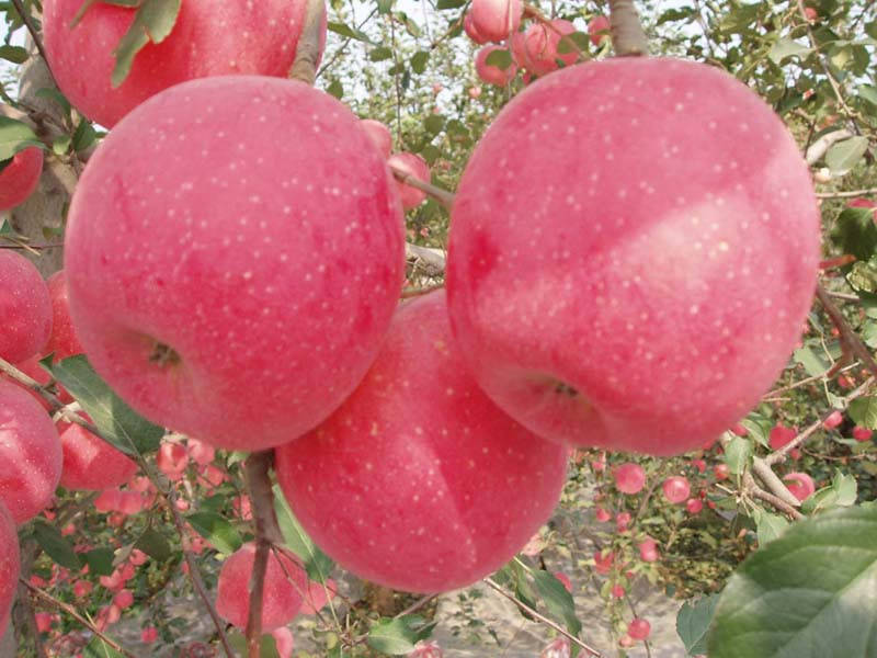 

Яблуня Фуджи