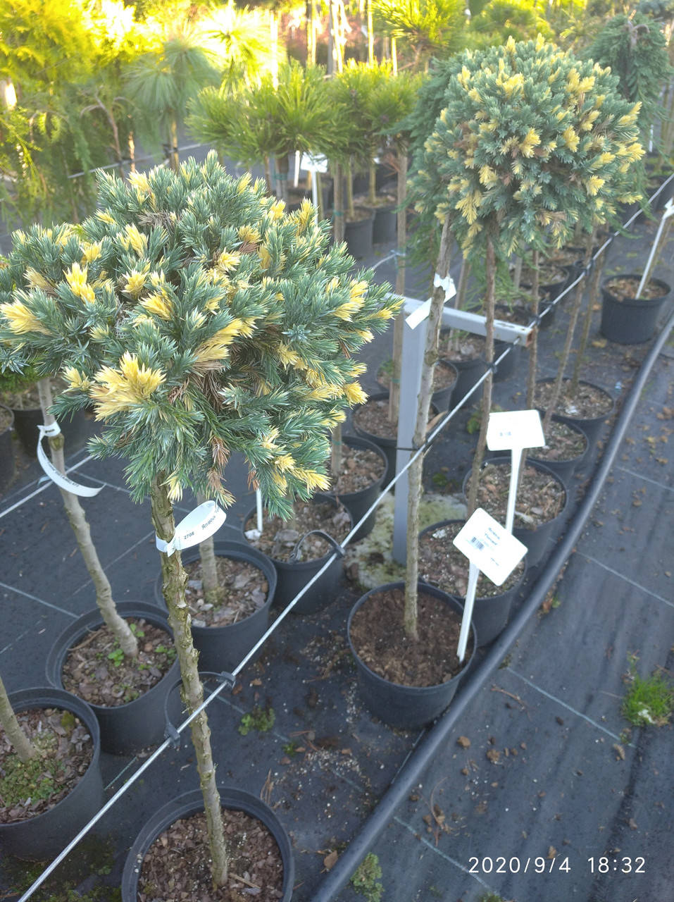 

Можжевельник чешуйчатый Floreant на штамбе