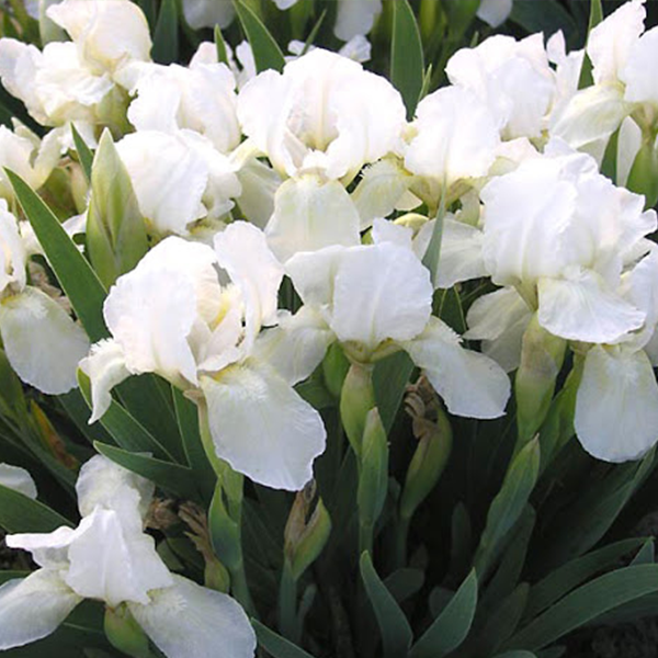 

Саженцы карликового ириса «Bright White»