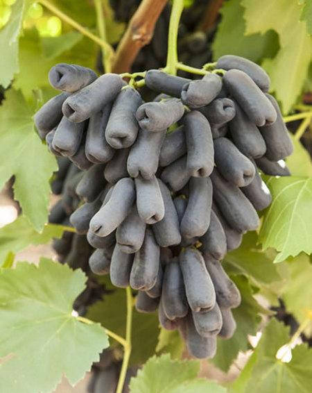 

Виноград Кишмиш АВАТАР (саженцы привитые)