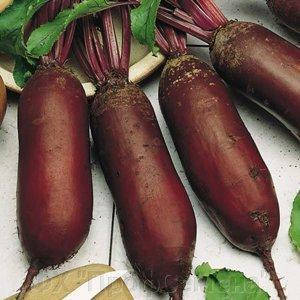 

Семена столовой свеклы Витал