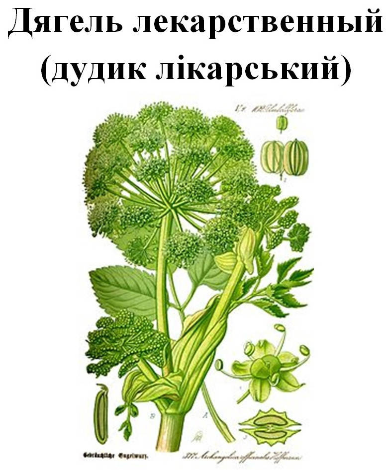 

Дягиль лекарственный (дудик лікарський), корень сухой, 40 грамм