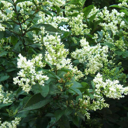 

Бирючина обыкновенная