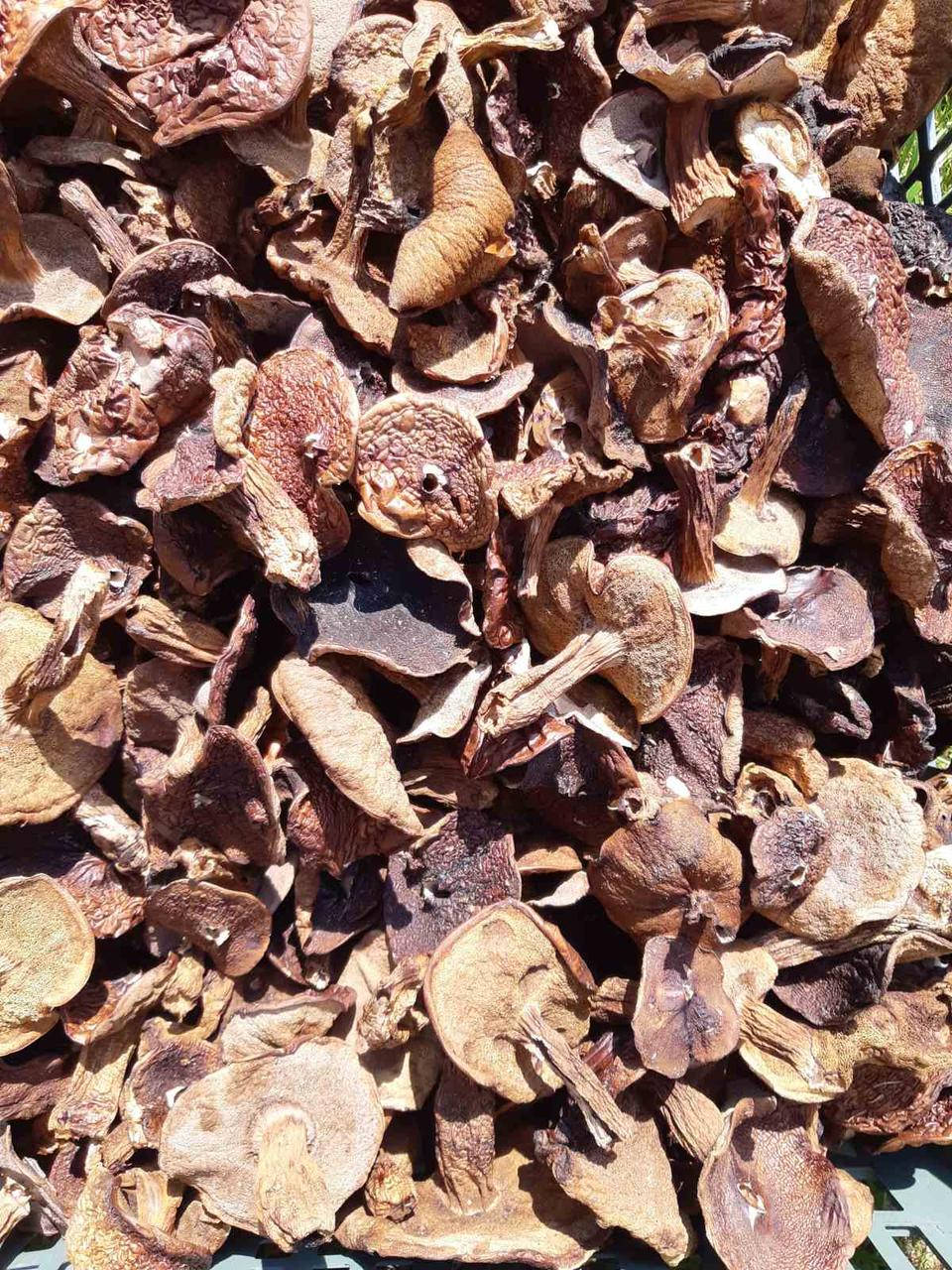 

Польский гриб сушеный 1 кг Закарпатье