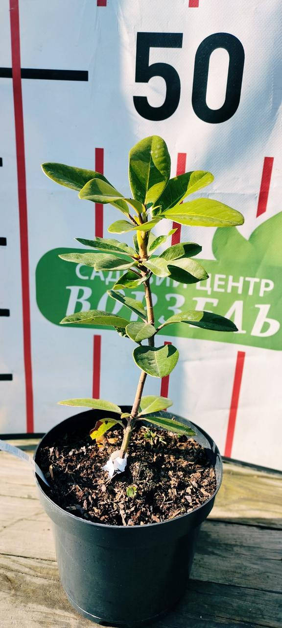 

Рододендрон Дагмар/Rhododendron ’DAGMAR' С3 / H 10-20