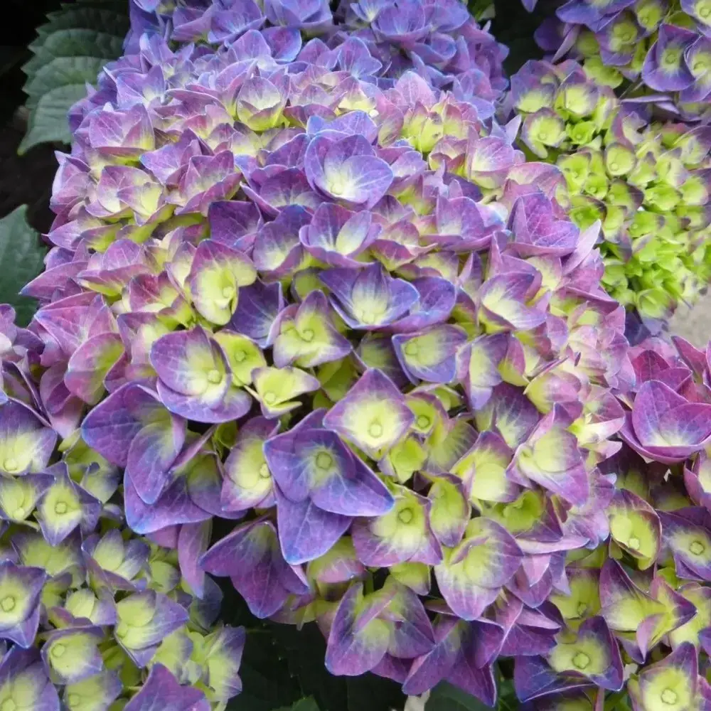 

Гортензия "ДЖИП БЛЮ" крупнолистная / Hydrangea macrophylla `Jip Blue` / Саженцы
