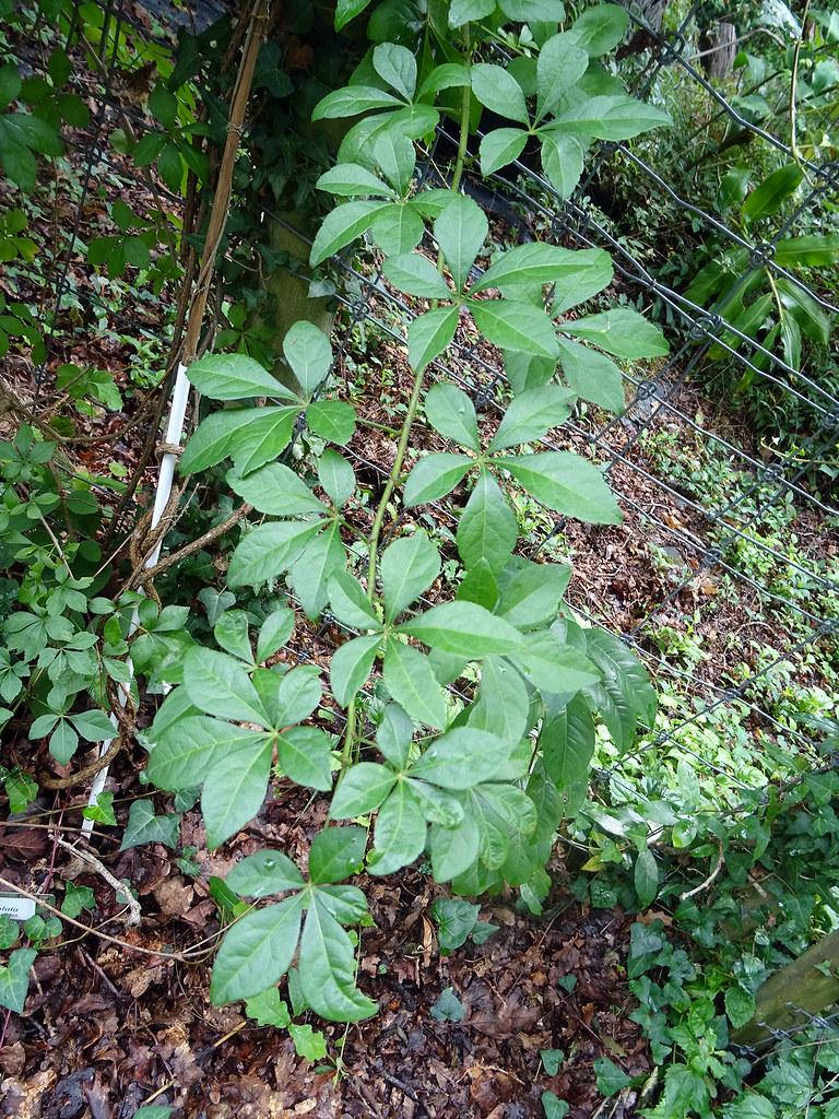 

Женьшень Корейский семена