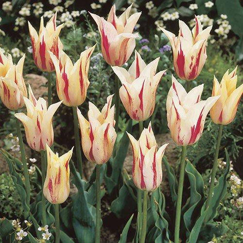 

Тюльпан Marilyn (луковицы) 3 шт