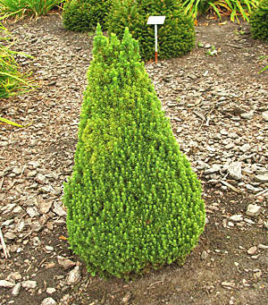 

Ель канадская Коника \ Picea glauca ( С1.5л) саженцы