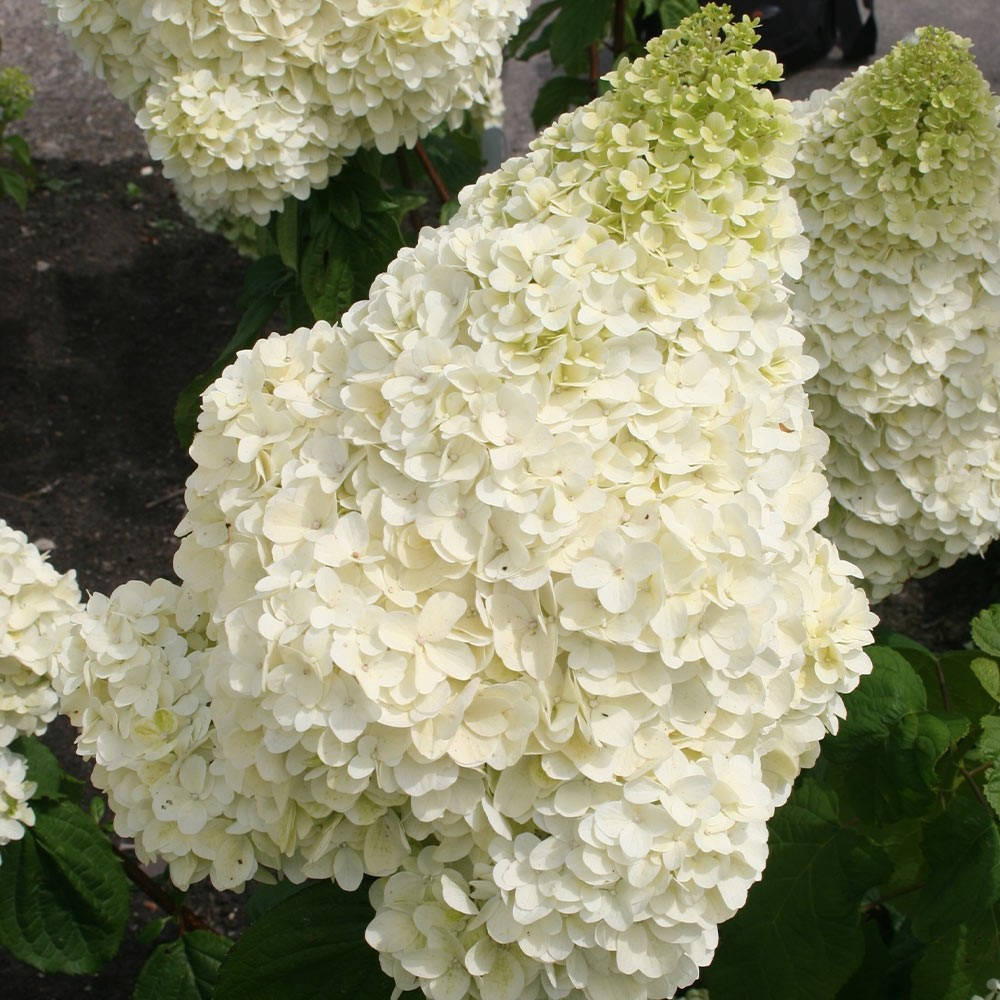 

Гортензія волотиста Сільвер Доллар / Hydrangea pan. Silver Dollar Р9 / H 10-20