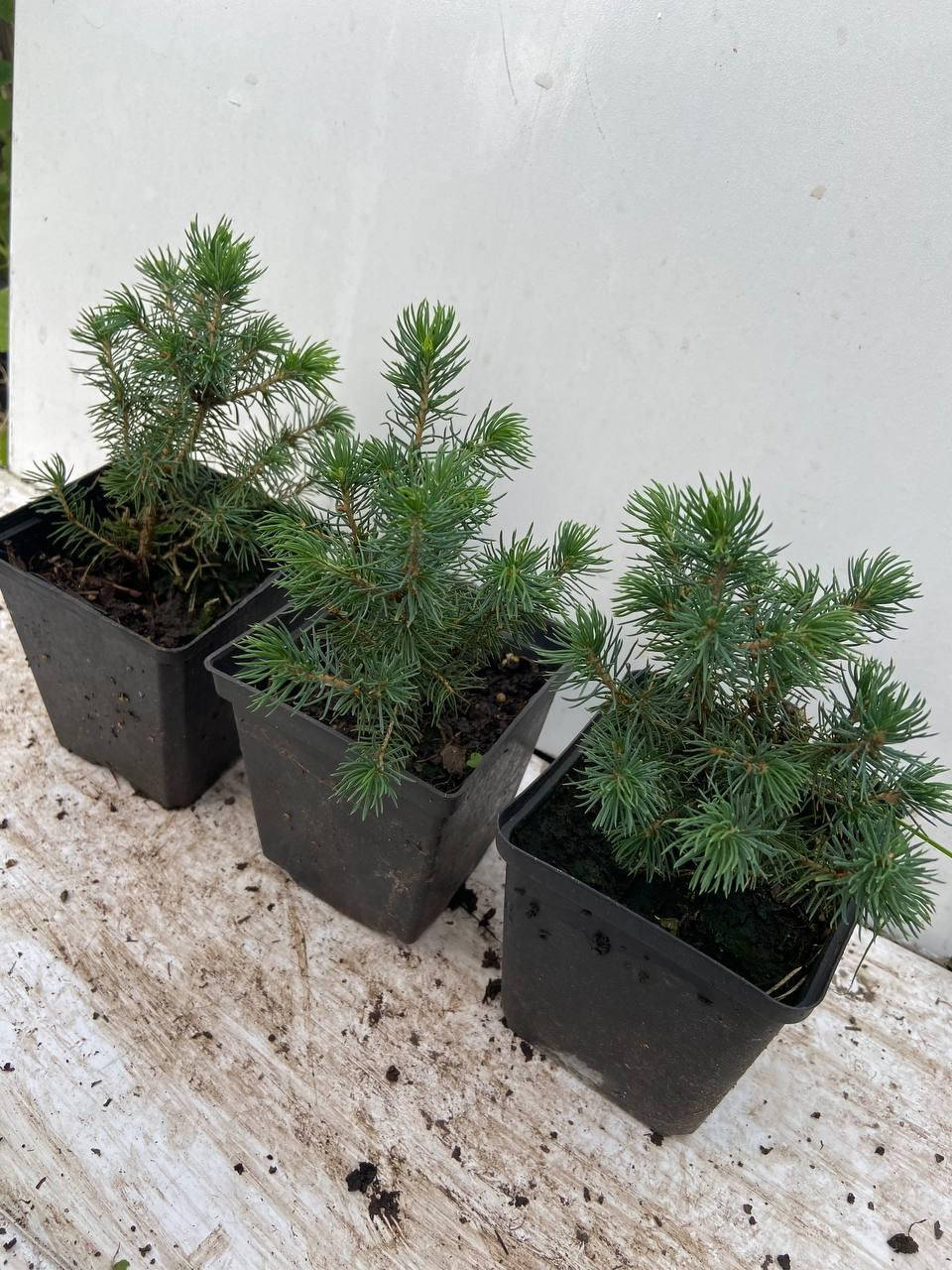 

Ель Канадская Коника(Picea glauca Conica) 13 см