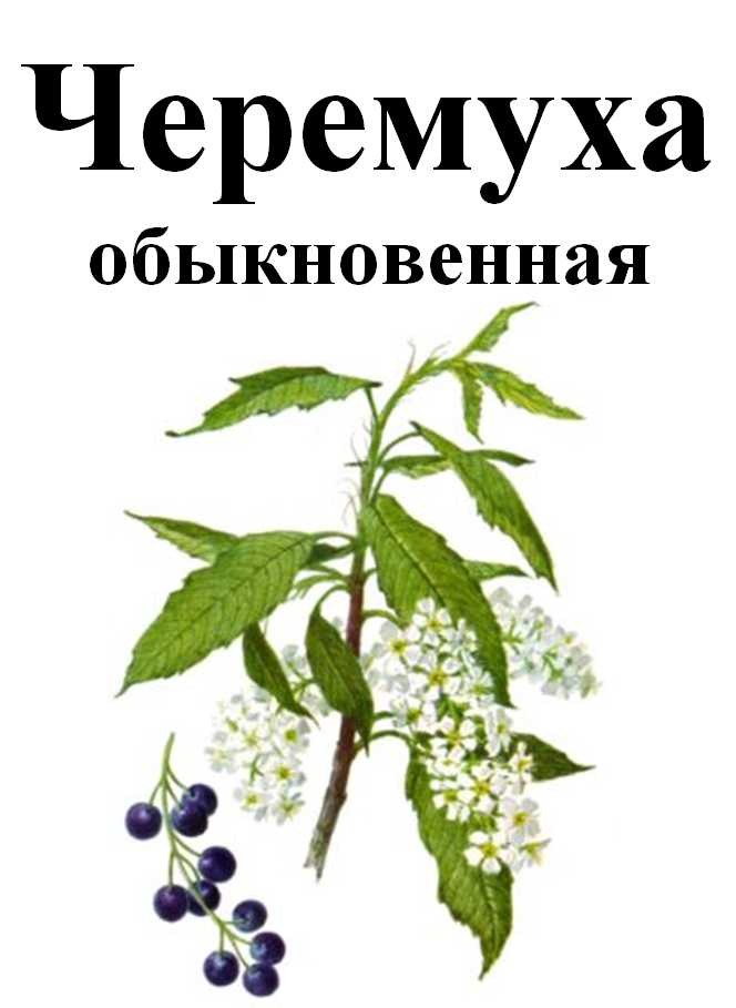 

Черемуха обыкновенная цвет, 20 грамм