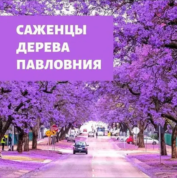 

ПАВЛОВНИЯ сиреневая "АДАМОВО ДЕРЕВО" / Саженцы (ЗКС)