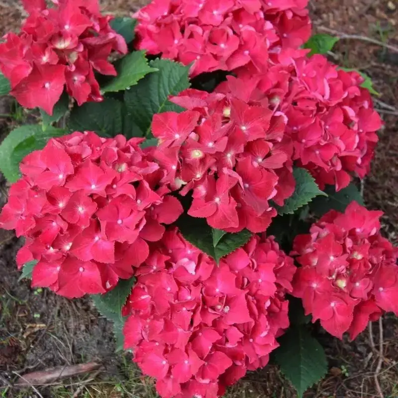 

Гортензия "РОЯЛ РЕД" крупнолистная / Hydrangea macrophylla `Royal Red` / Саженцы