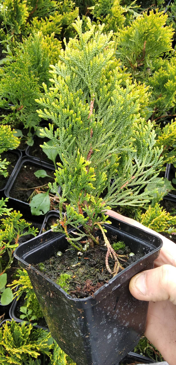 

Туя Голден Смарагд в горшку p9