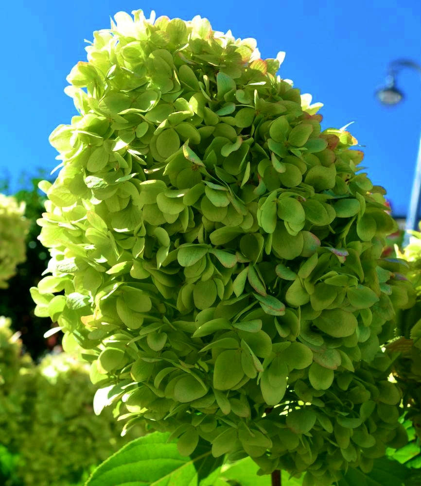 

Гортензия Метельчатая Лайм Лайт\ hydrangea paniculata " Limeligh ( саженцы 2 года )
