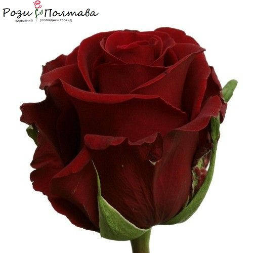 

Роял Баккара (Royal Baccara)