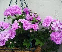 

Пеларгония плющелистная "PAC Lilac Rose" (№71п)
