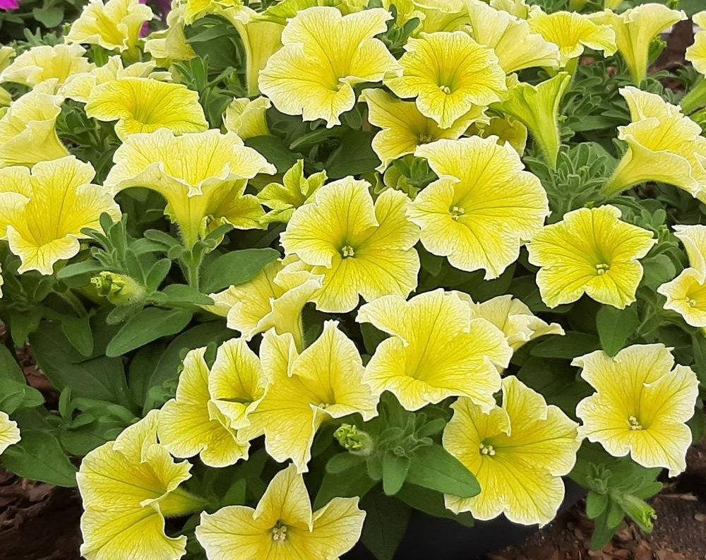 

Рассада петунии Fanfare Deep Yellow желтая d12cм