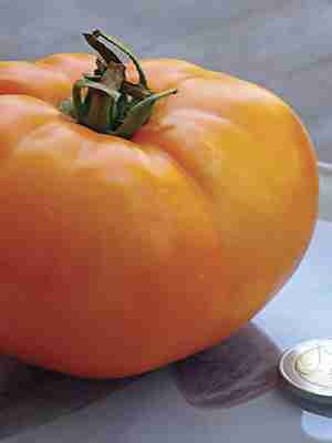 

Томат Бренди золотой