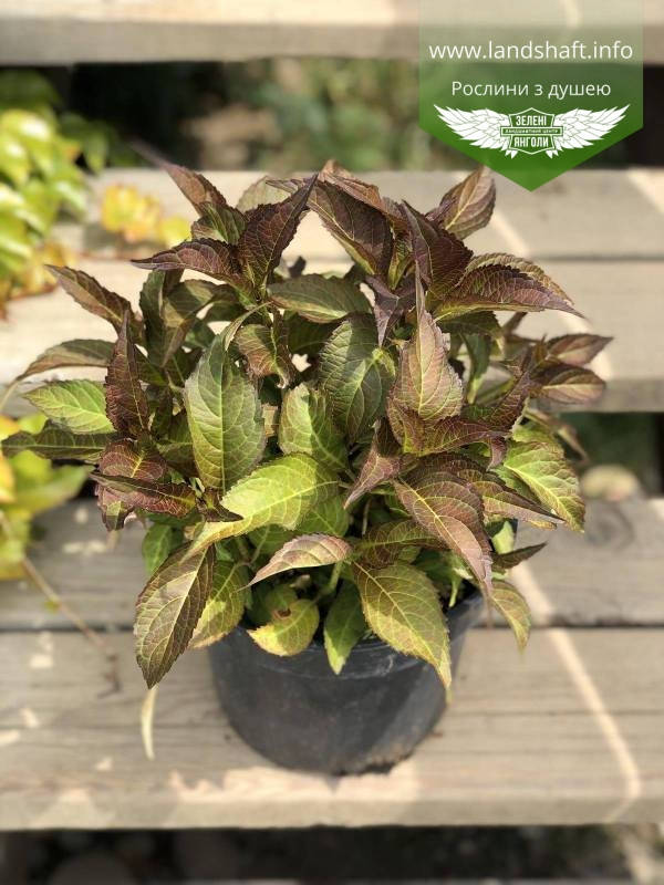 

Hydrangea macrophylla, Гортензія крупнолиста червонолиста,C2 - горщик 2л